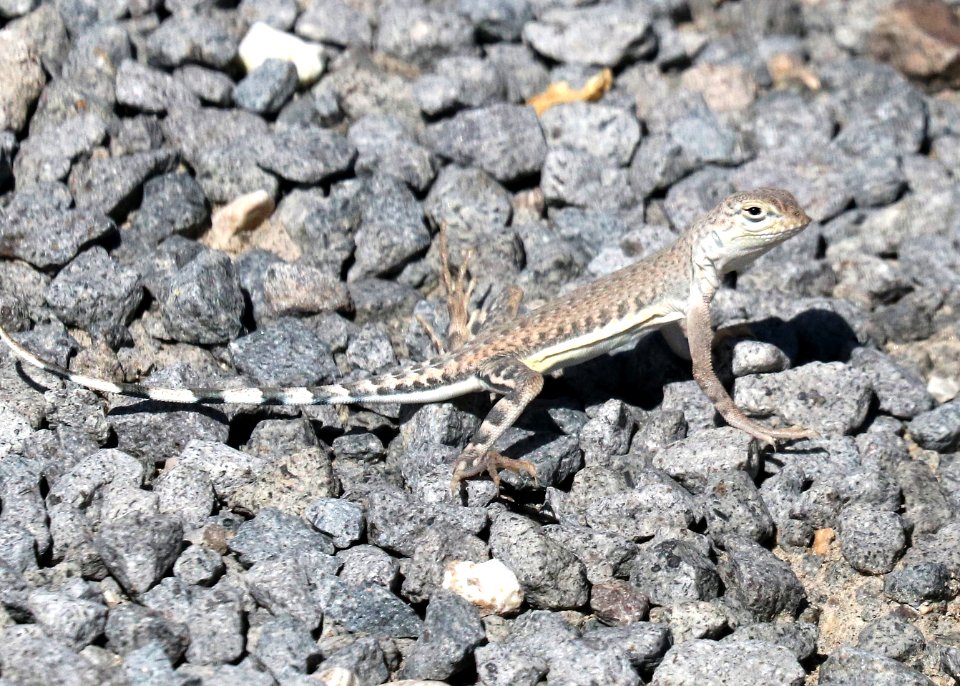 LIZARD, WESTERN ZEBRA-TAILED (Callisaurus draconoides rhodostrictus) (9-24-2015) rte 95, churchill co, nevada -02