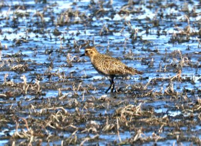 255 - EUROPEAN GOLDEN-PLOVER (10-17-2020) lake 14, maxwell r w r, colfax co, nm -37