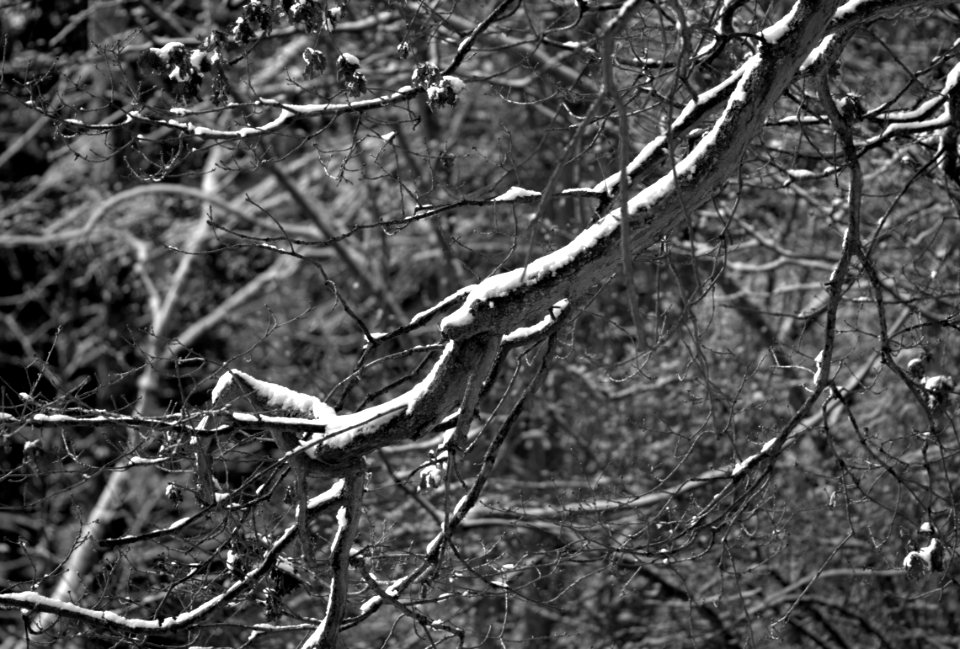 black and white branch