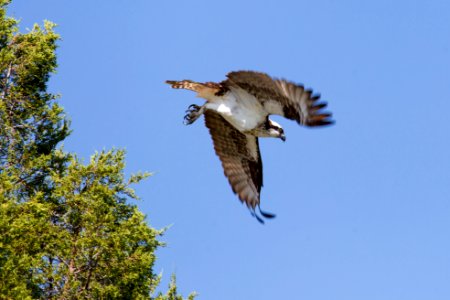 Osprey taking flight photo