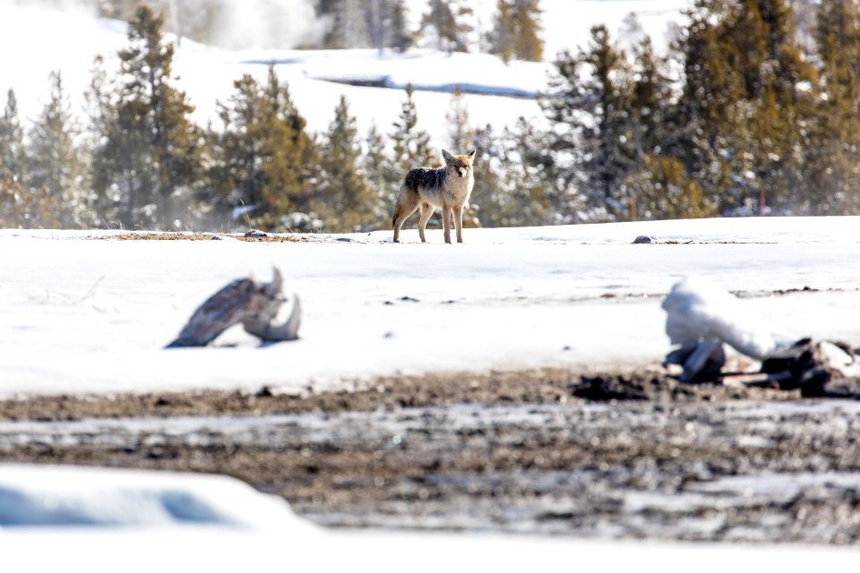 Coyote near Daisy Group