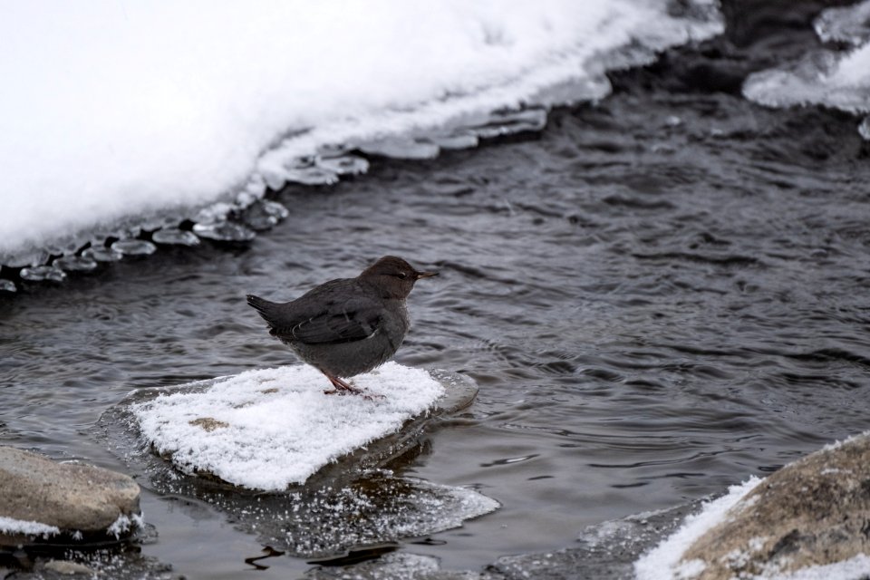 A dipper on a frozen rock in Soda Butte Creek