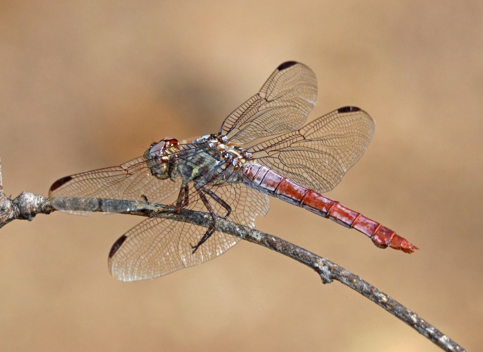 SKIMMER, ROSEATE (Orthemis ferruginea) (10-11-2020) sonoita creek state natural area, santa cruz co, az -01 female