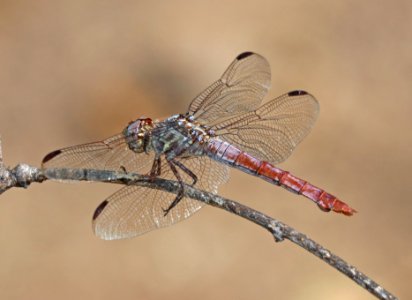 SKIMMER, ROSEATE (Orthemis ferruginea) (10-11-2020) sonoita creek state natural area, santa cruz co, az -01 female