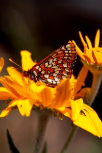 Checkerspot Butterfly