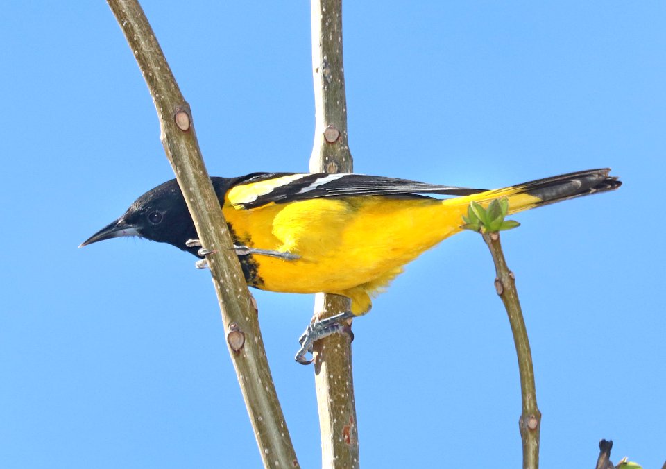 952 - SCOTT'S ORIOLE (3-25-2020) hereford, cochise co, az -03