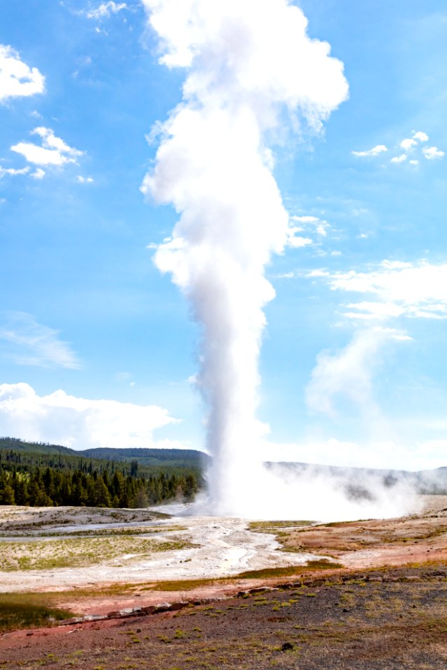 Old Faithful erupts on a summer morning (portrait)