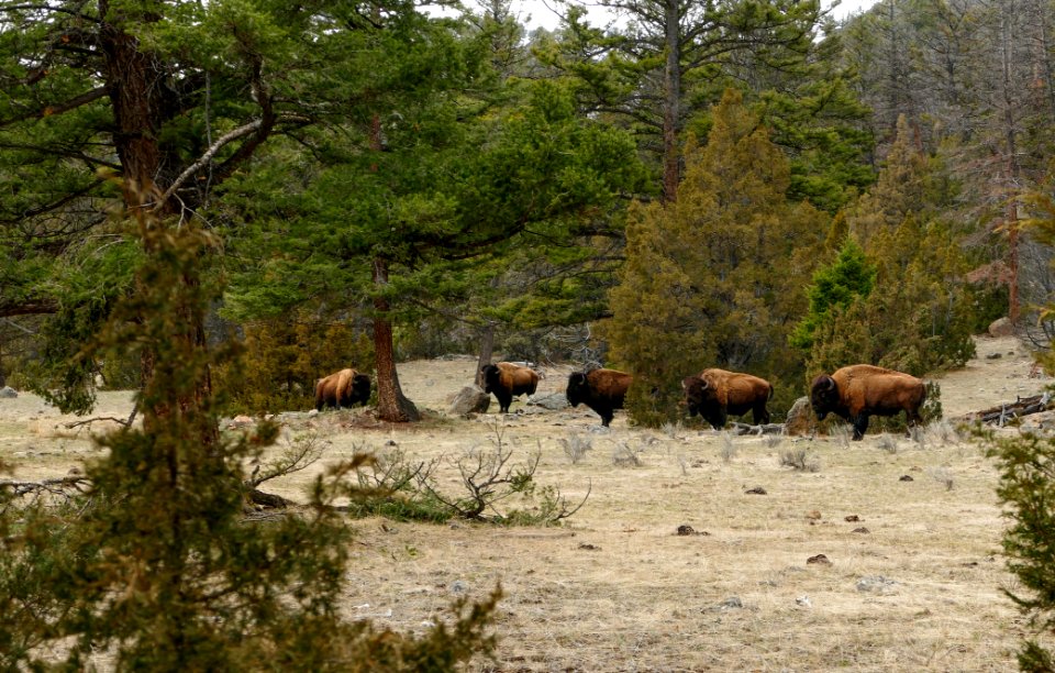 Bison along the Yellowstone River Trail