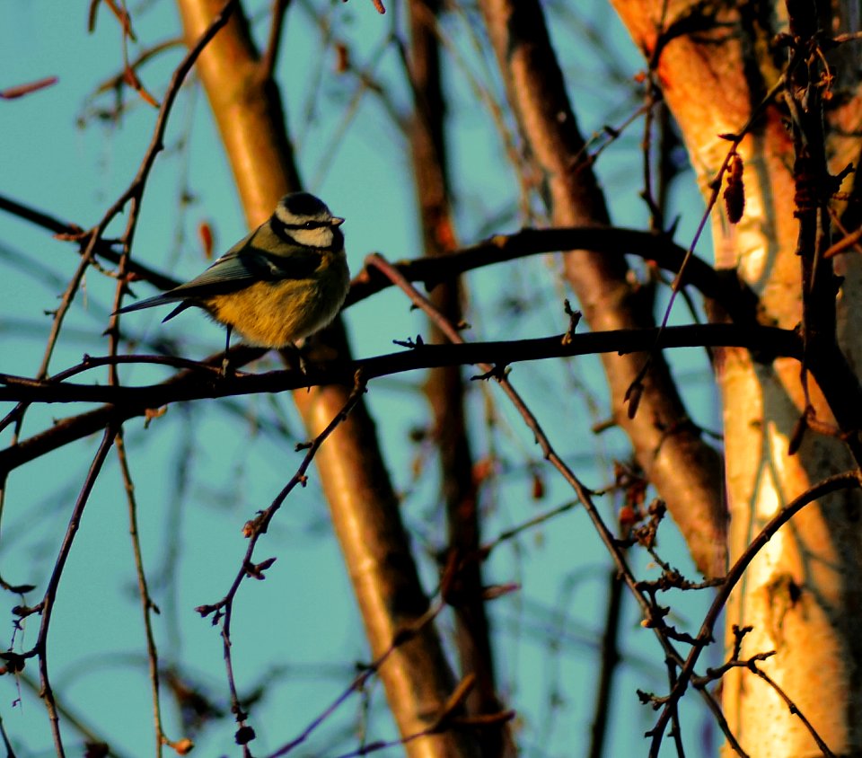 birdy in the tree