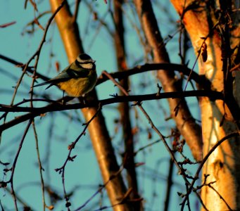 birdy in the tree photo