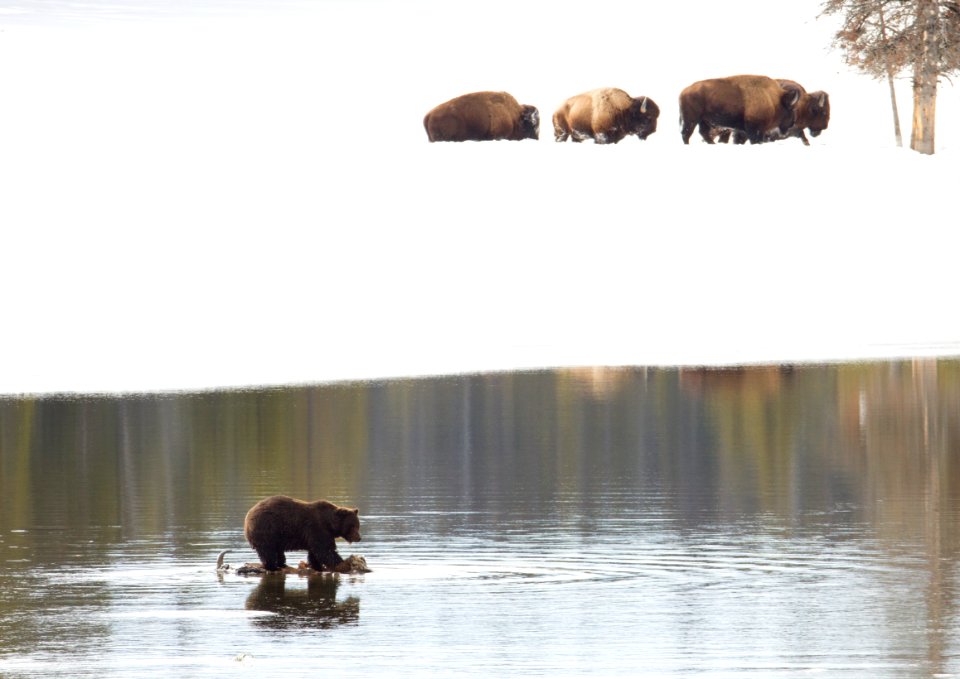Grizzly bear on bison carcass
