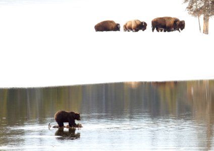 Grizzly bear on bison carcass
