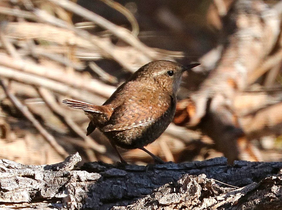 694 - WINTER WREN (2-2-2017) patagonia lake, santa cruz co, az -01