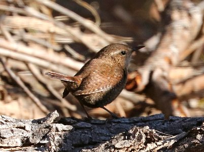 694 - WINTER WREN (2-2-2017) patagonia lake, santa cruz co, az -01