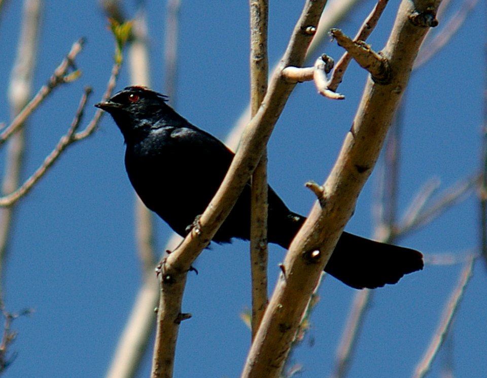 PHAINOPEPLA (5-1-06) male, atascadero waste treatment plant, slo co, ca