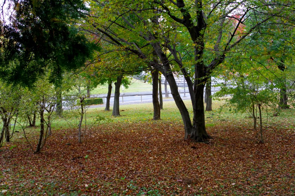 IMGP0077