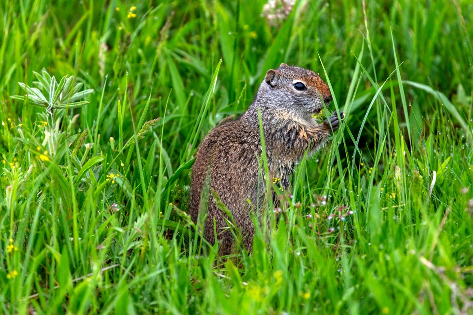 Uinta ground squirrel east a flower head