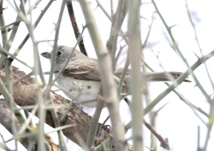 622 - GRAY VIREO (3-31-2018) patagonia lake, santa cruz co, az -02