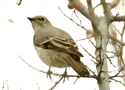 737 - TOWNSEND'S SOLITAIRE (2-14-2019) proctor road trail, madera canyon, pima co, az -01