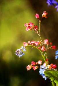 Blue flower red flower bokeh
