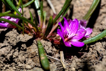 Pygmy Bitterroot - Lewisia pygmaea