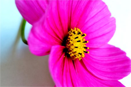 closeup flower photo