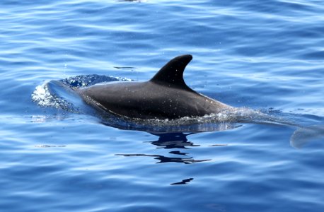 COMMON BOTTLENOSE DOLPHIN (Tursiops truncatus) (6-2-2017) off hatteras, dare co, nc -02