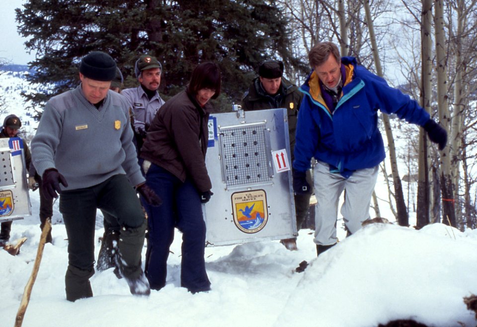 The first wolf arrives in Yellowstone at the Crystal Bench Pen (Mike Phillips-YNP Wolf Project Leader, Jim Evanoff-YNP,  Molly Beattie- USFWS Director, Mike Finley-YNP Superintendent, Bruce Babbitt-Secretary of Interior)