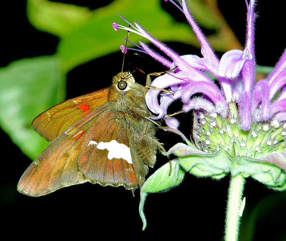 SKIPPER, SLIVER-SPOTTED (Epargyreus clarus) (5-26-14) cave creek, chiricahua mts, cochise co, az  (8)