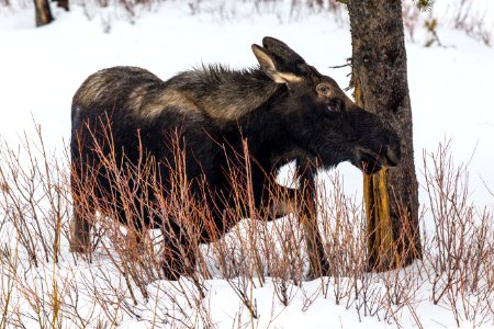 Bull Moose near Pebble Creek photo