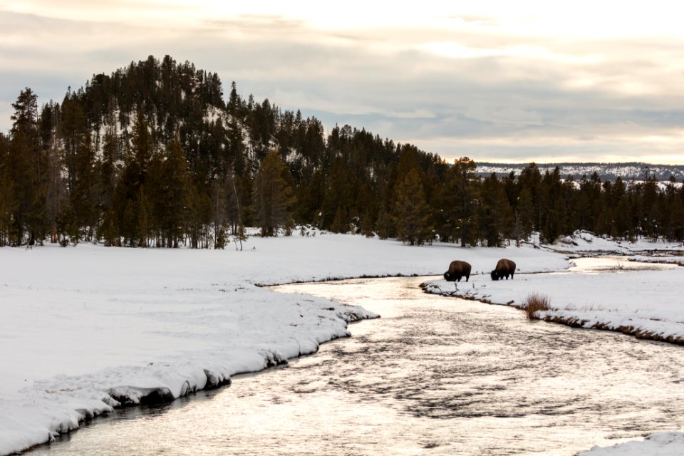 Bison on the bank of Nez Perce Creek