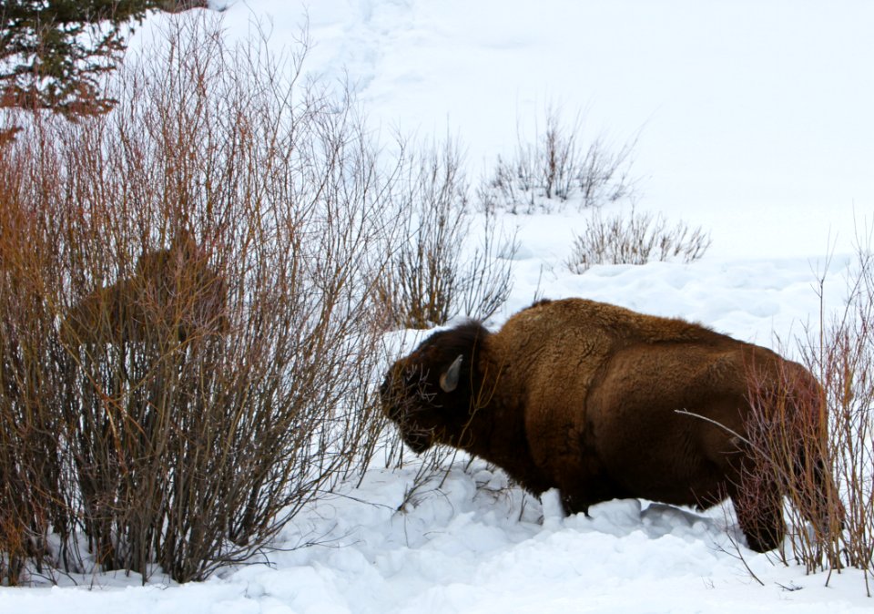 Bison browsing on willows