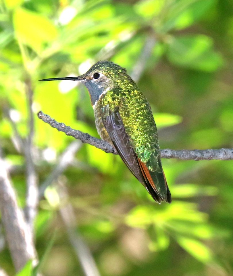 503 - BROAD-TAILED HUMMINGBIRD (5-10-2016) sycamore canyon, pajarito mts, santa cruz mts, az -02