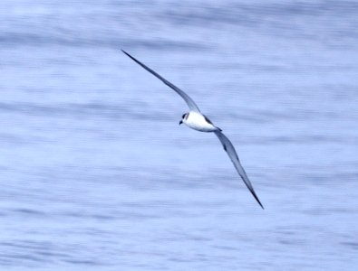 JUAN FERNANDEZ PETREL ((9-15-2017) kona pelagic trip, kona, hawai'i co, hawaii -07