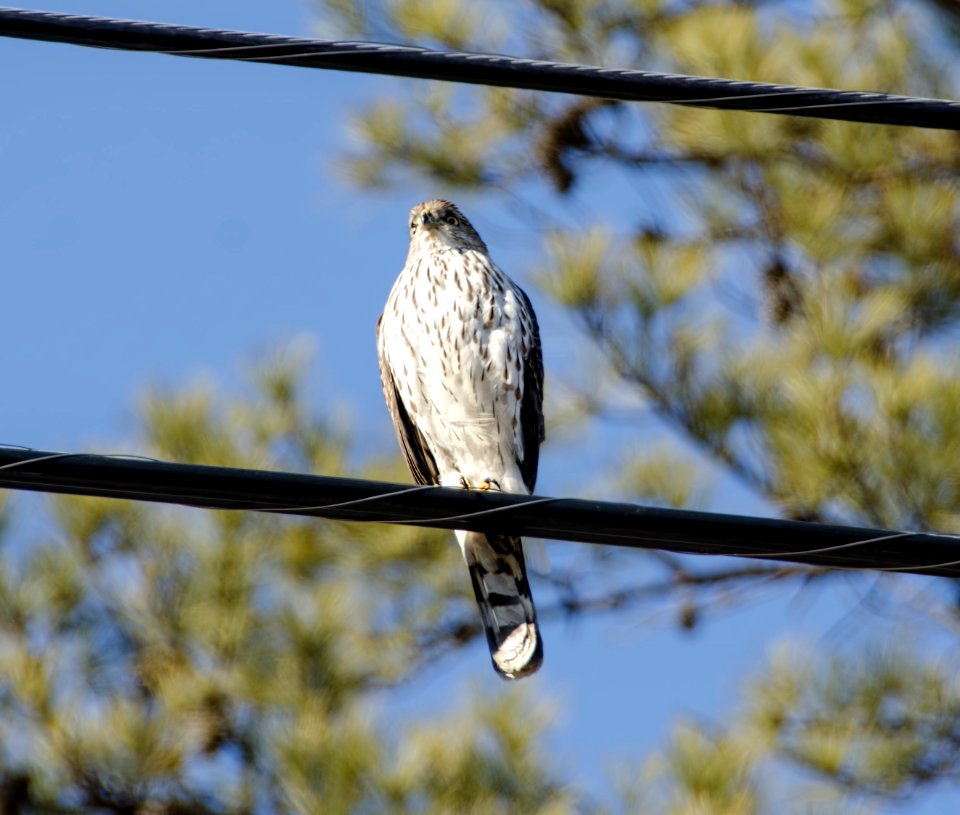 Coopers Hawk