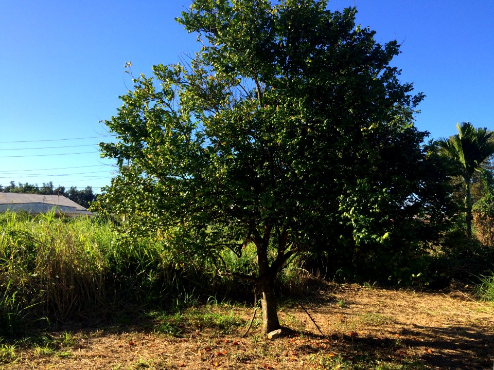 Arbol Carambola
