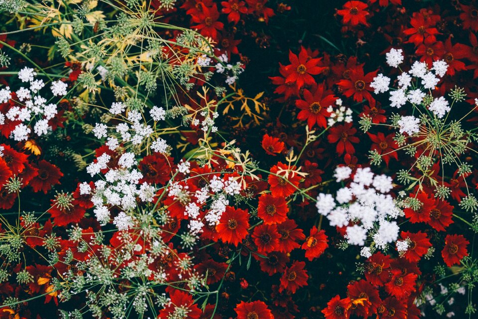 Flower bouquet floral plant photo