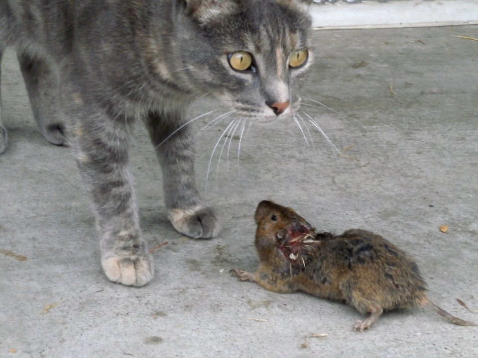 Tiger with Prey: Joan Eyes Lunch