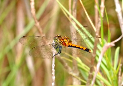 DRAGONLET, SEASIDE (Erythrodiplax berenice) (8-28-2016) port lavaca, calhoun co, tx -03 female