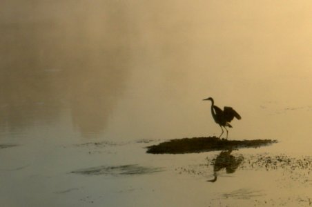 Great Blue Heron on Yellowstone River