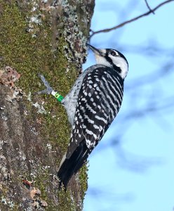 538 - RED-COCKADED WOODPECKER (10-31-2016) indian river, aleander state forest, rapides parish, la -09