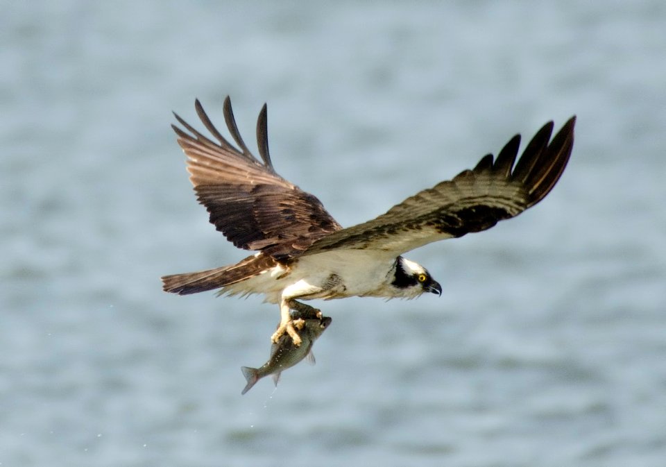 Osprey