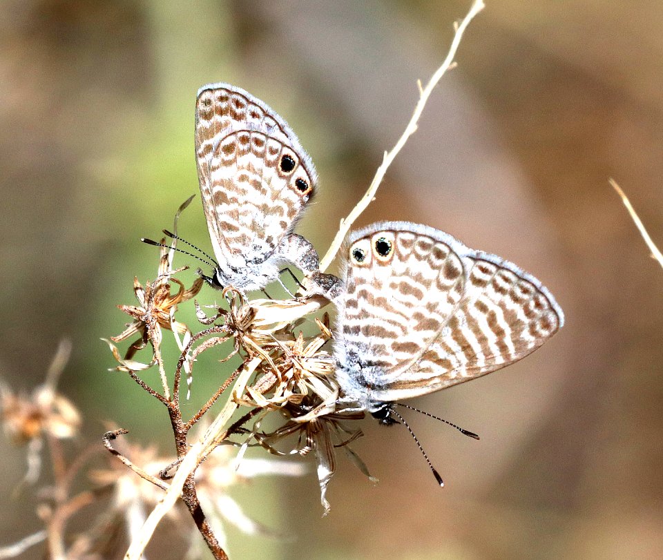 BLUE, MARINE (Leptotes marina) (5-19-2020) sunny flats cg, cave creek canyon, chiricahua mts, cochise co, az -01