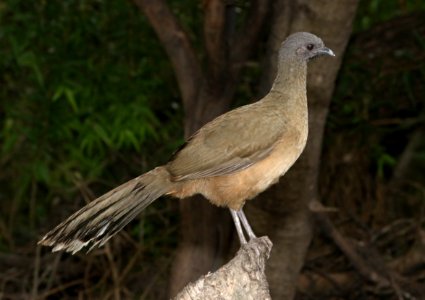066 - PLAIN CHACHALACA (11-14-2016) national butterfly center, missin, hidalgo co, tx -01
