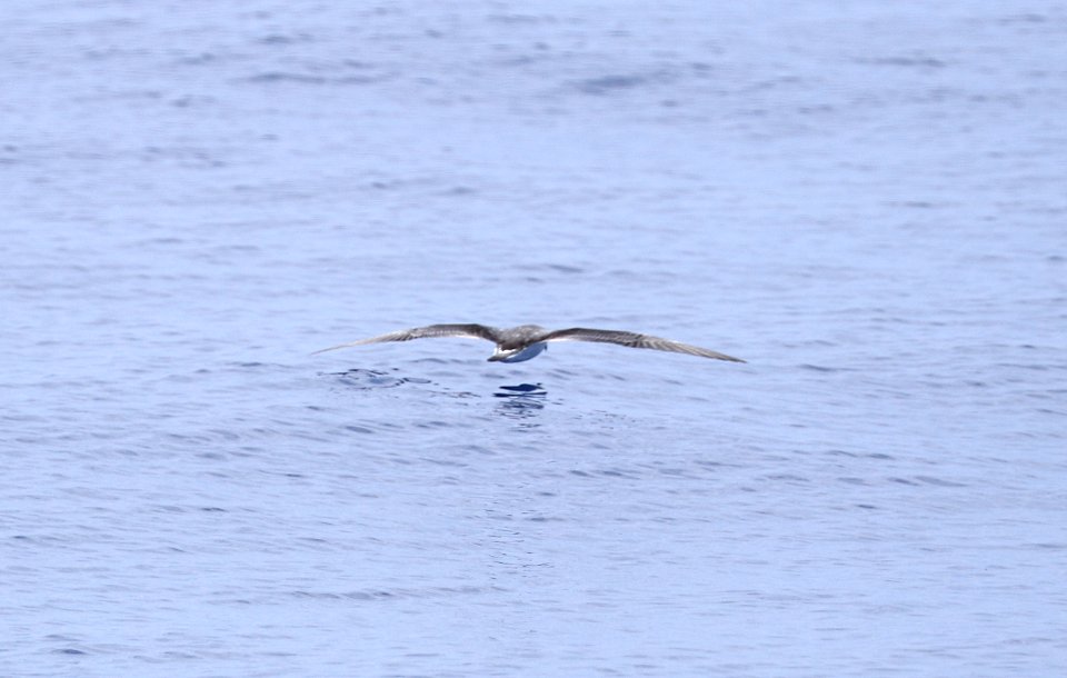 JUAN FERNANDEZ PETREL ((9-15-2017) kona pelagic trip, kona, hawai'i co, hawaii -13