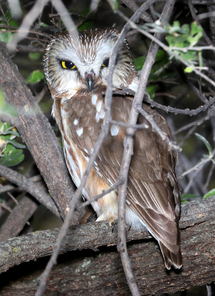 470 - NORTHERN SAW-WHET OWL (3-25-2018) patagonia lake, santa cruz co, az -01