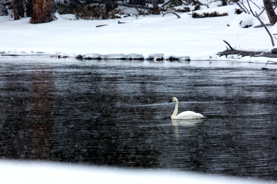 Swan on the Madison River