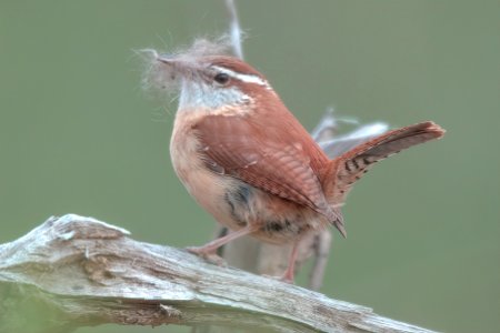 Carolina Wren