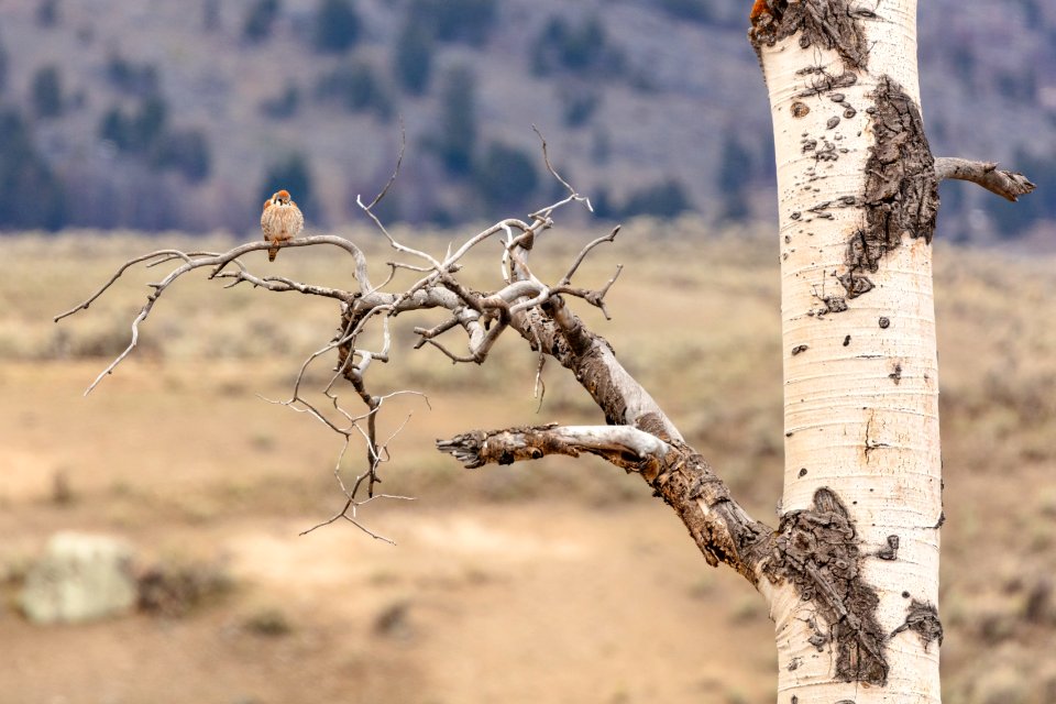 American Kestrel (Falco sparverius) in Lamar Valley