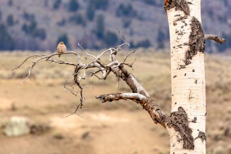 American Kestrel (Falco sparverius) in Lamar Valley photo